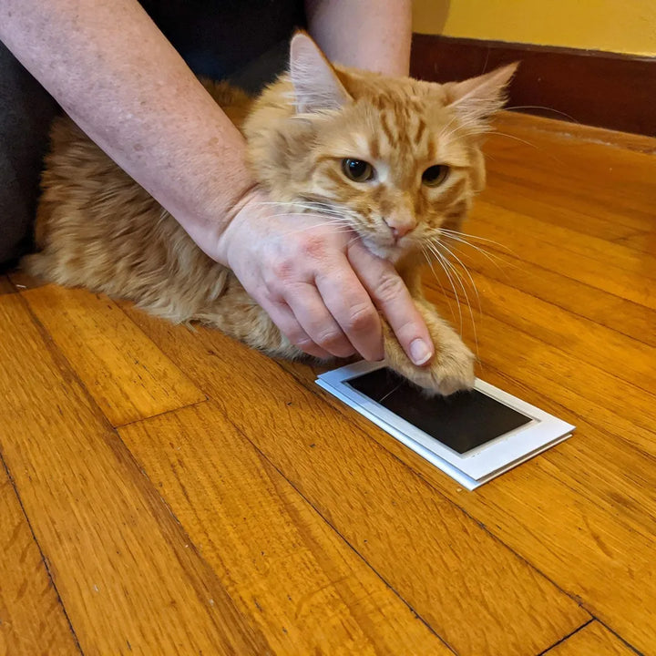 Paw/Baby Print Clean Touch Ink Pad